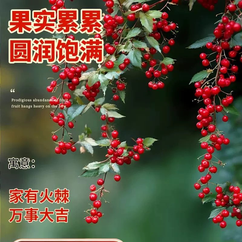 火棘盆景吉祥果树造型树苗满堂红花卉冬季观果盆栽植物室内外种植