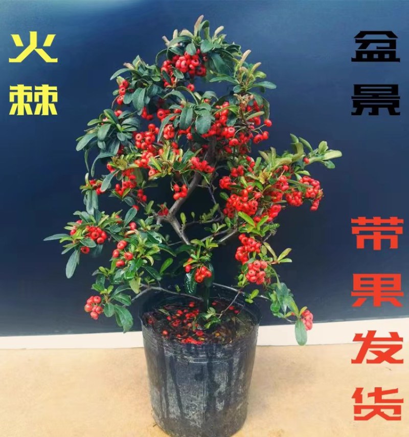 火棘盆景吉祥果树造型树苗满堂红花卉冬季观果盆栽植物室内外种植