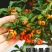 火棘盆景吉祥果树造型树苗满堂红花卉冬季观果盆栽植物室内外种植