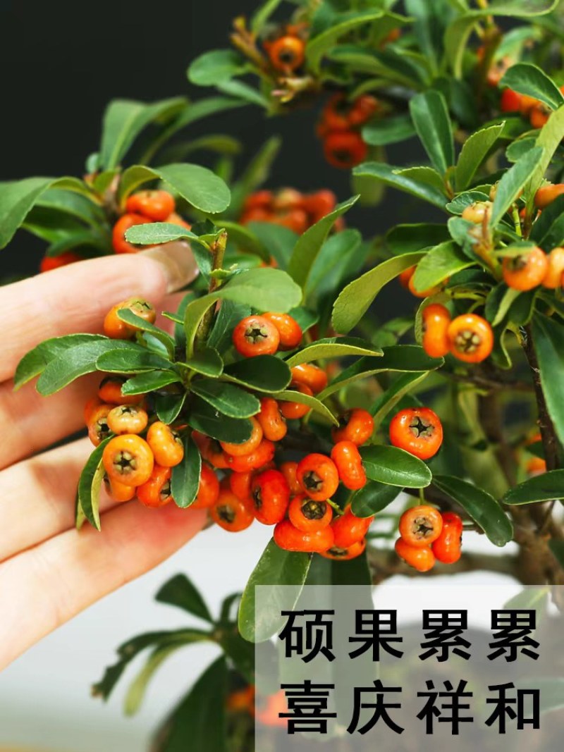 火棘盆景吉祥果树造型树苗满堂红花卉冬季观果盆栽植物室内外种植