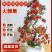 火棘盆景吉祥果树造型树苗满堂红花卉冬季观果盆栽植物室内外种植