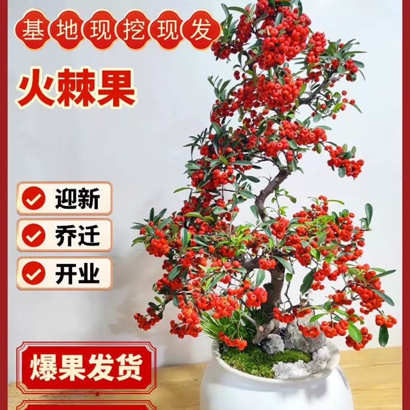 火棘盆景吉祥果树造型树苗满堂红花卉冬季观果盆栽植物室内外种植