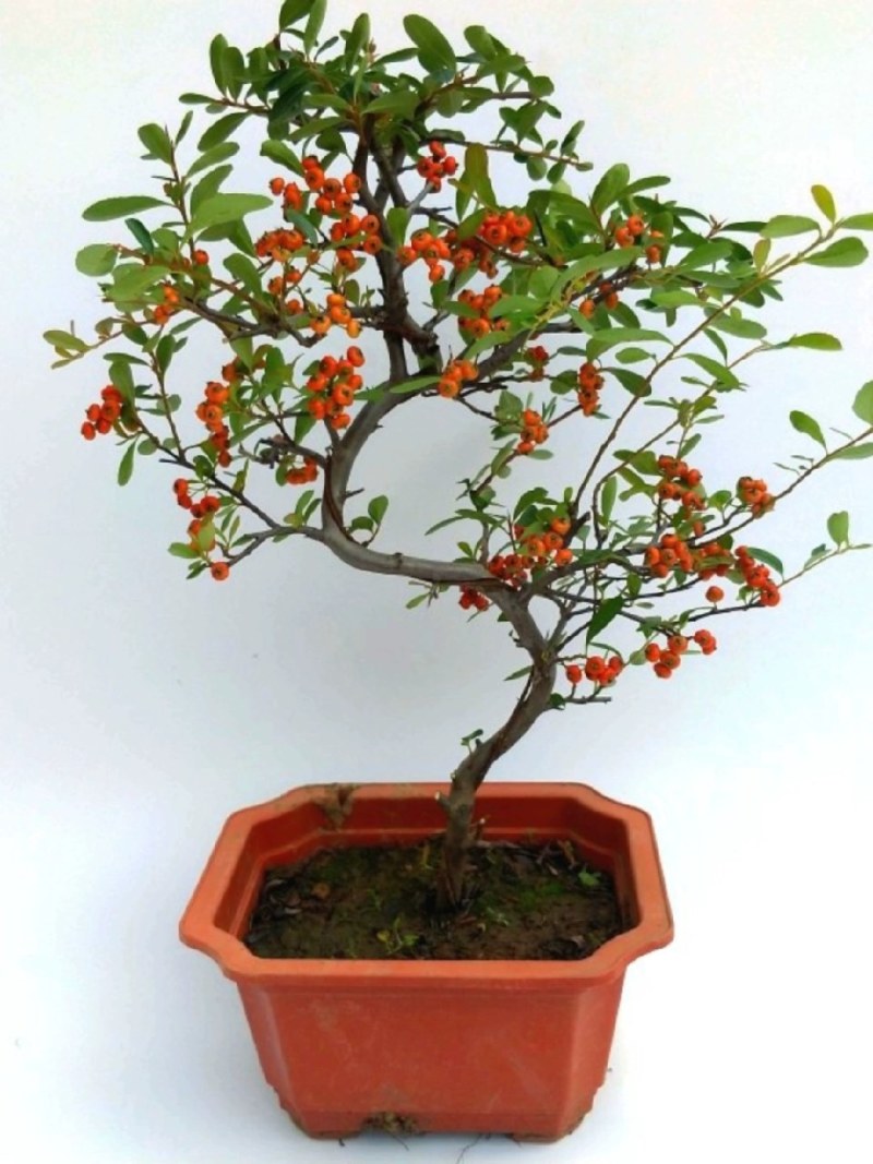 火棘盆景吉祥果树造型树苗满堂红花卉冬季观果盆栽植物室内外种植