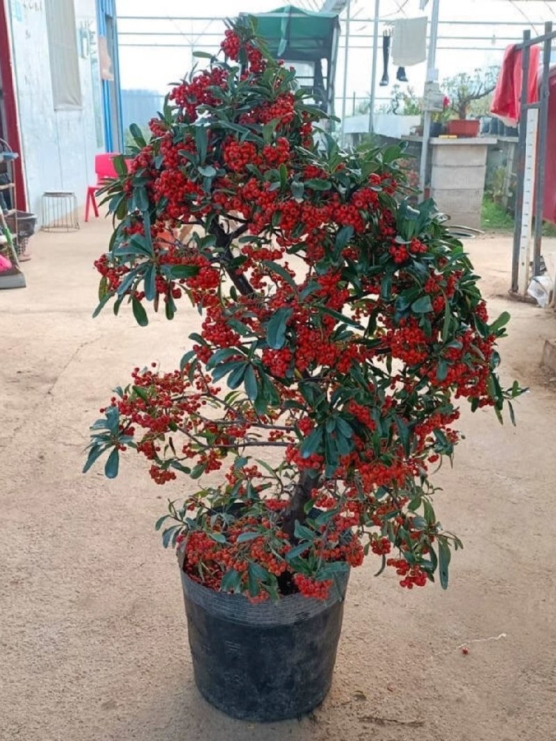 火棘盆景吉祥果树造型树苗满堂红花卉冬季观果盆栽植物室内外种植