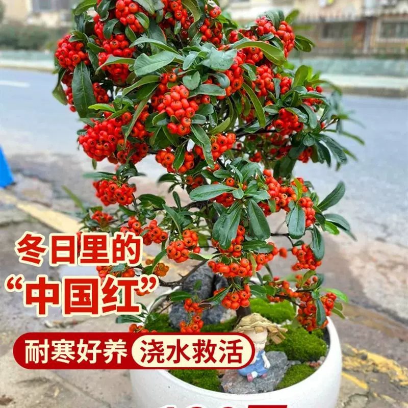 火棘盆景吉祥果树造型树苗满堂红花卉冬季观果盆栽植物室内外种植