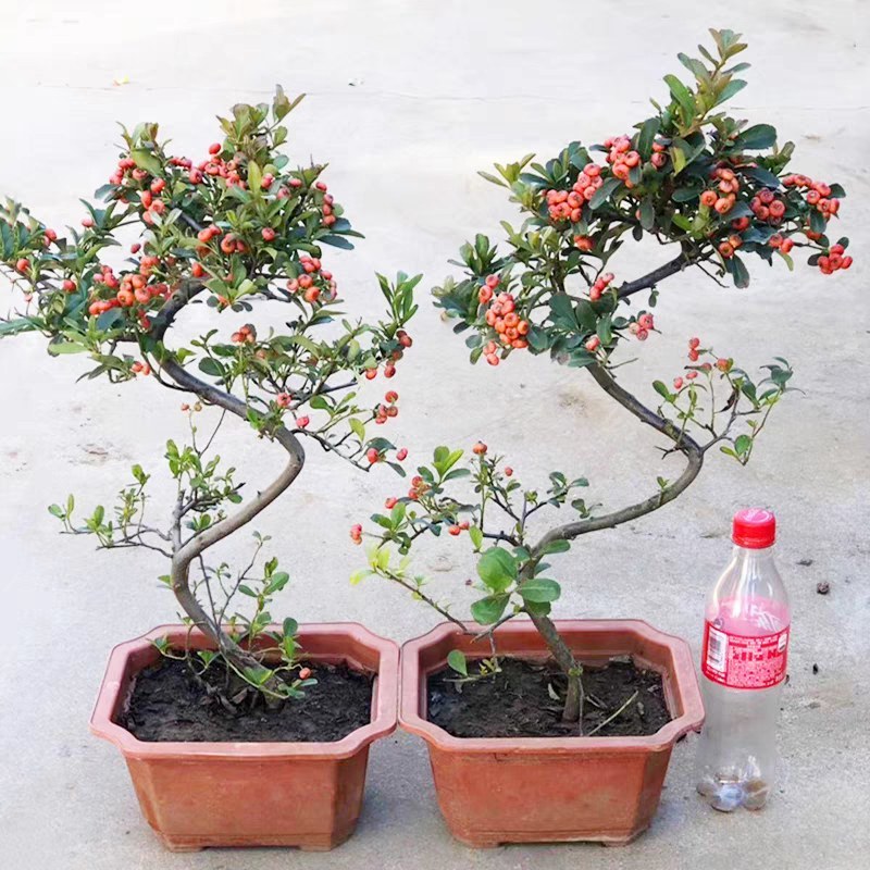 火棘盆景吉祥果树造型树苗满堂红花卉冬季观果盆栽植物室内外种植