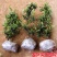 火棘盆景吉祥果树造型树苗满堂红花卉冬季观果盆栽植物室内外种植
