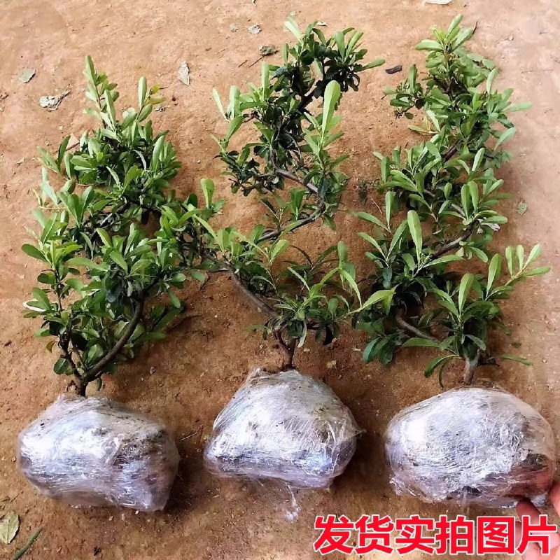 火棘盆景吉祥果树造型树苗满堂红花卉冬季观果盆栽植物室内外种植