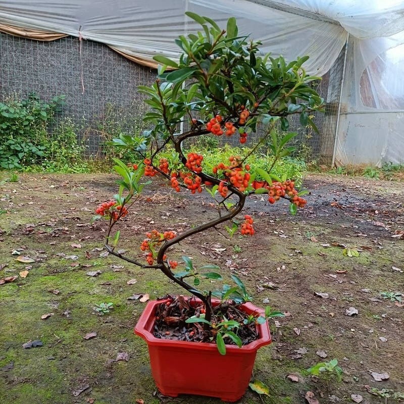 火棘盆景吉祥果树造型树苗满堂红花卉冬季观果盆栽植物室内外种植