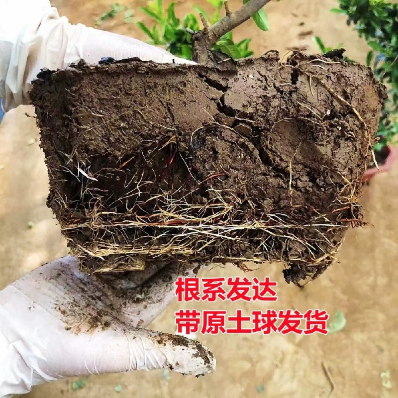火棘盆景吉祥果树造型树苗满堂红花卉冬季观果盆栽植物室内外种植