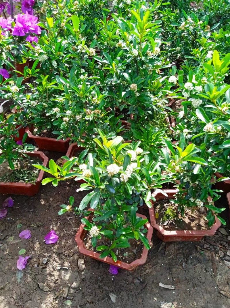 火棘盆景吉祥果树造型树苗满堂红花卉冬季观果盆栽植物室内外种植