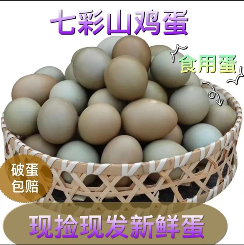 【推荐】山东七彩山鸡蛋野鸡蛋价格优惠欢迎电联