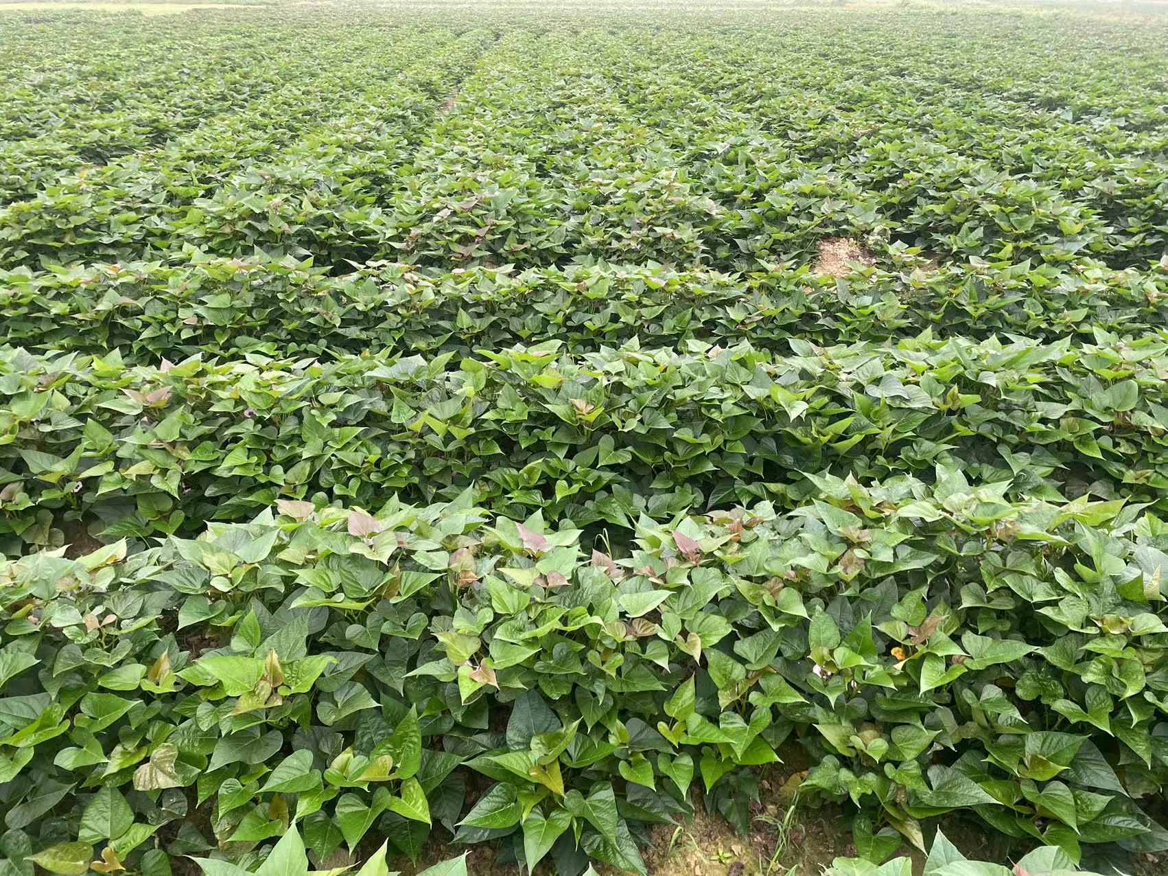 不同地区种植分布图