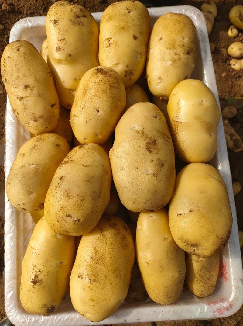 精品黄心土豆V7土豆一手货源直发可视频看货选货欢迎选购