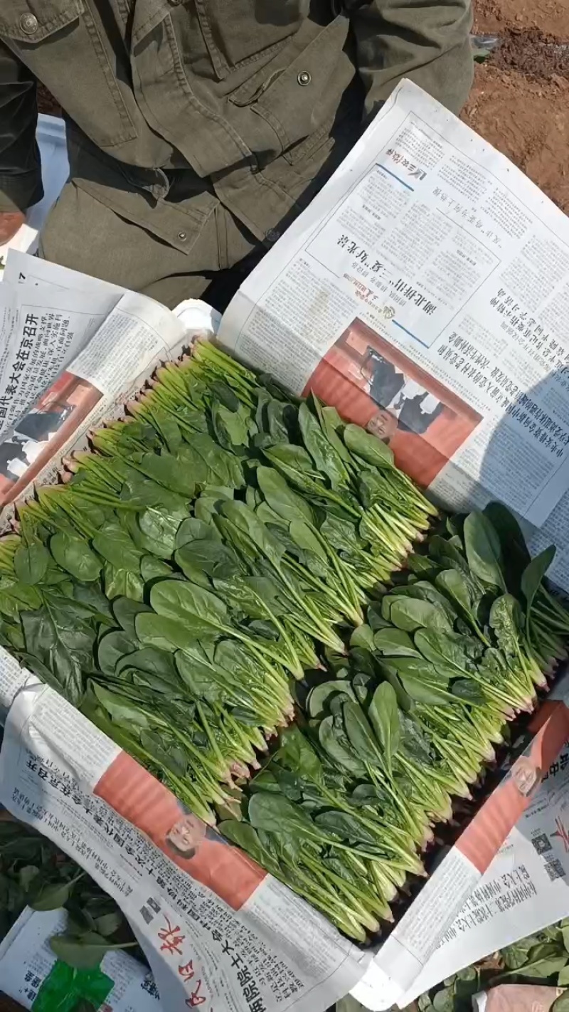 精品小菠菜辽宁省锦州市凌海市，每年五月份大量大量上市