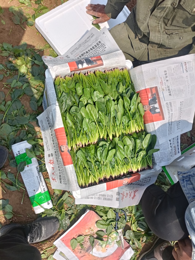 精品小菠菜辽宁省锦州市凌海市，每年五月份大量大量上市
