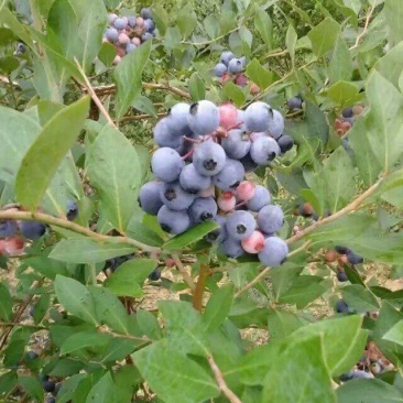 贵州省麻江高山露天蓝莓