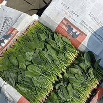精品小菠菜辽宁省锦州市凌海市，每年五月份大量大量上市