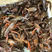 湖北潜江小龙虾，产地一手货源，鲜货批发价，量大价优可视频