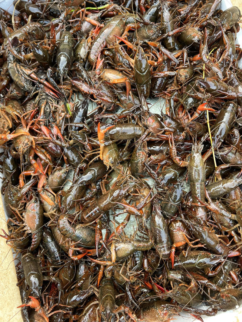 湖北潜江小龙虾，产地一手货源，鲜货批发价，量大价优可视频