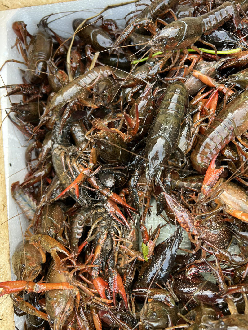 湖北潜江小龙虾，产地一手货源，鲜货批发价，量大价优可视频