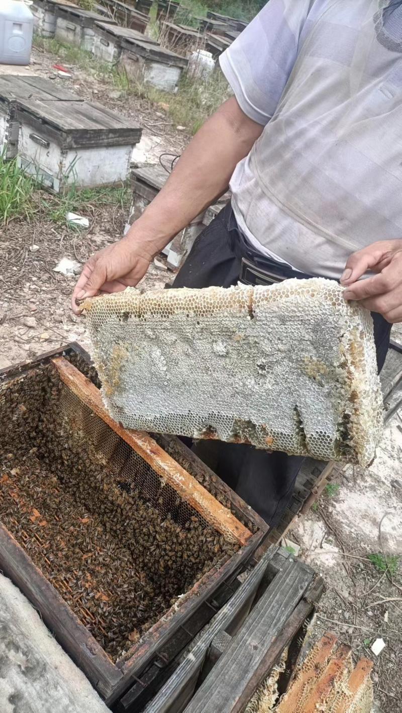 【推荐】蜂蜜五倍子蜂蜜一件代发一斤两斤装包邮