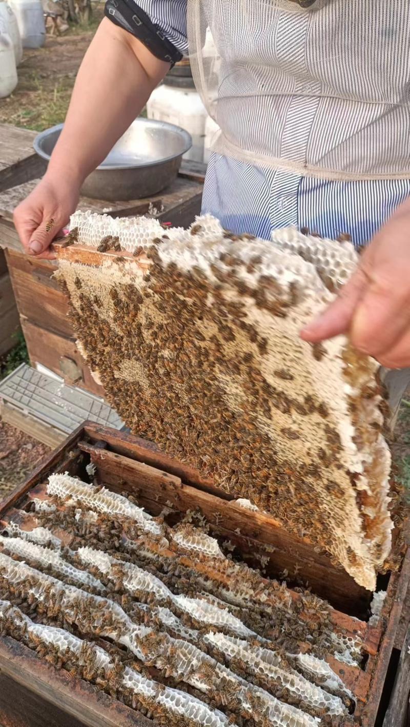 【推荐】蜂蜜五倍子蜂蜜一件代发一斤两斤装包邮