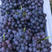 山东葡萄精品夏黑葡萄大量上市颗粒大口感好全国发