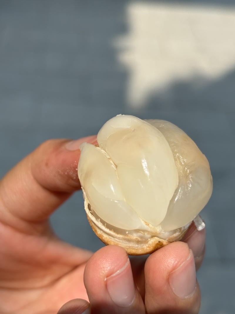 龙宫果大量上市，口感纯甜细腻软糯，出货周期长，一件代发