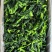 冷冻青菜苔