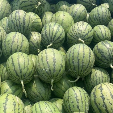 精品小糖丸，夏天必备，大量上市