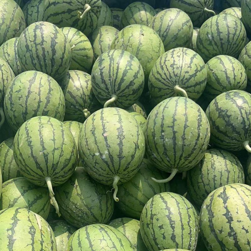 精品小糖丸，夏天必备，大量上市