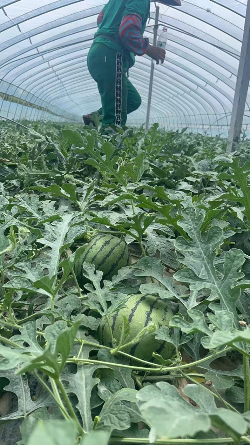 精品小糖丸，夏天必备，大量上市