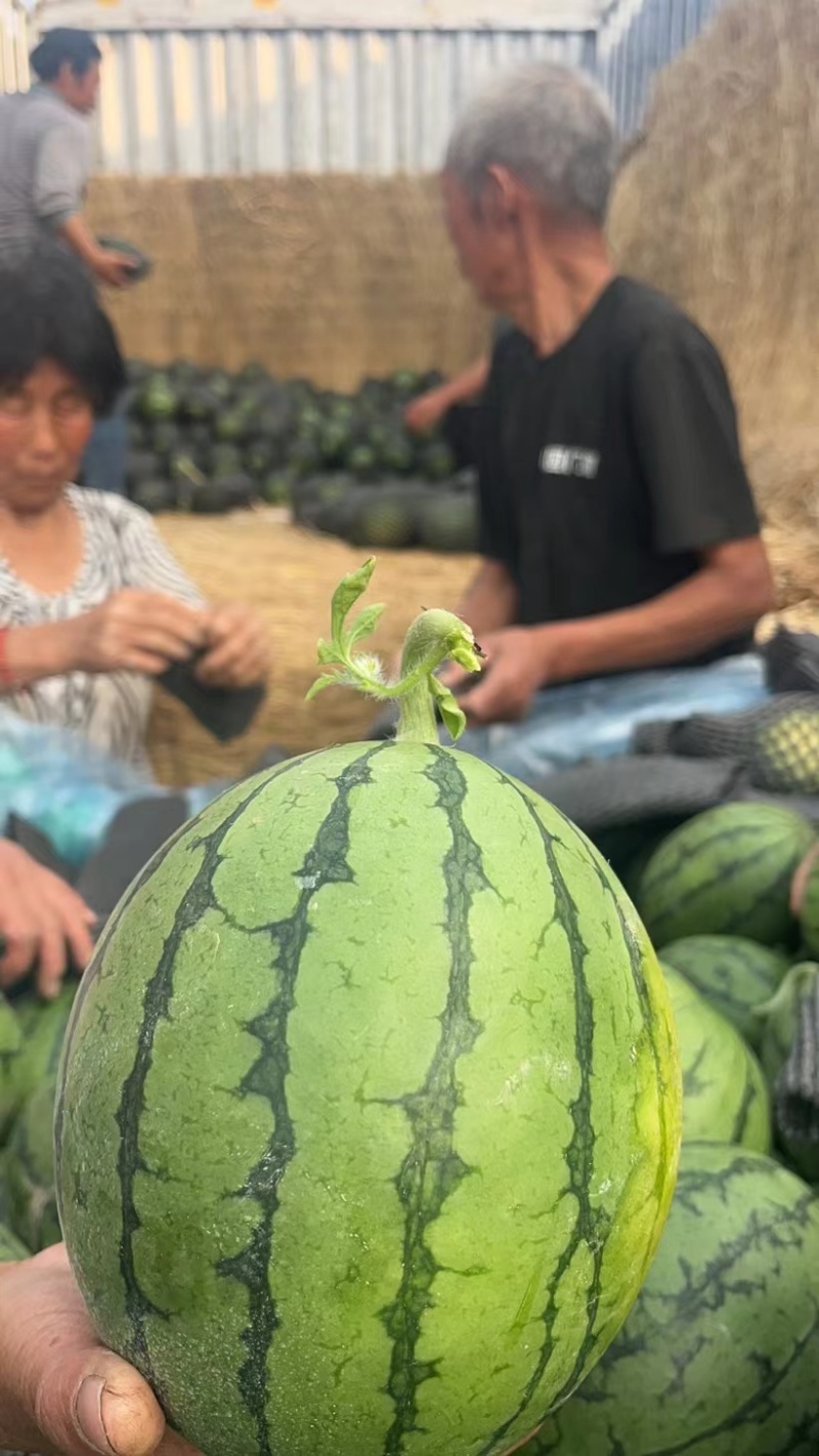 精品小糖丸，夏天必备，大量上市