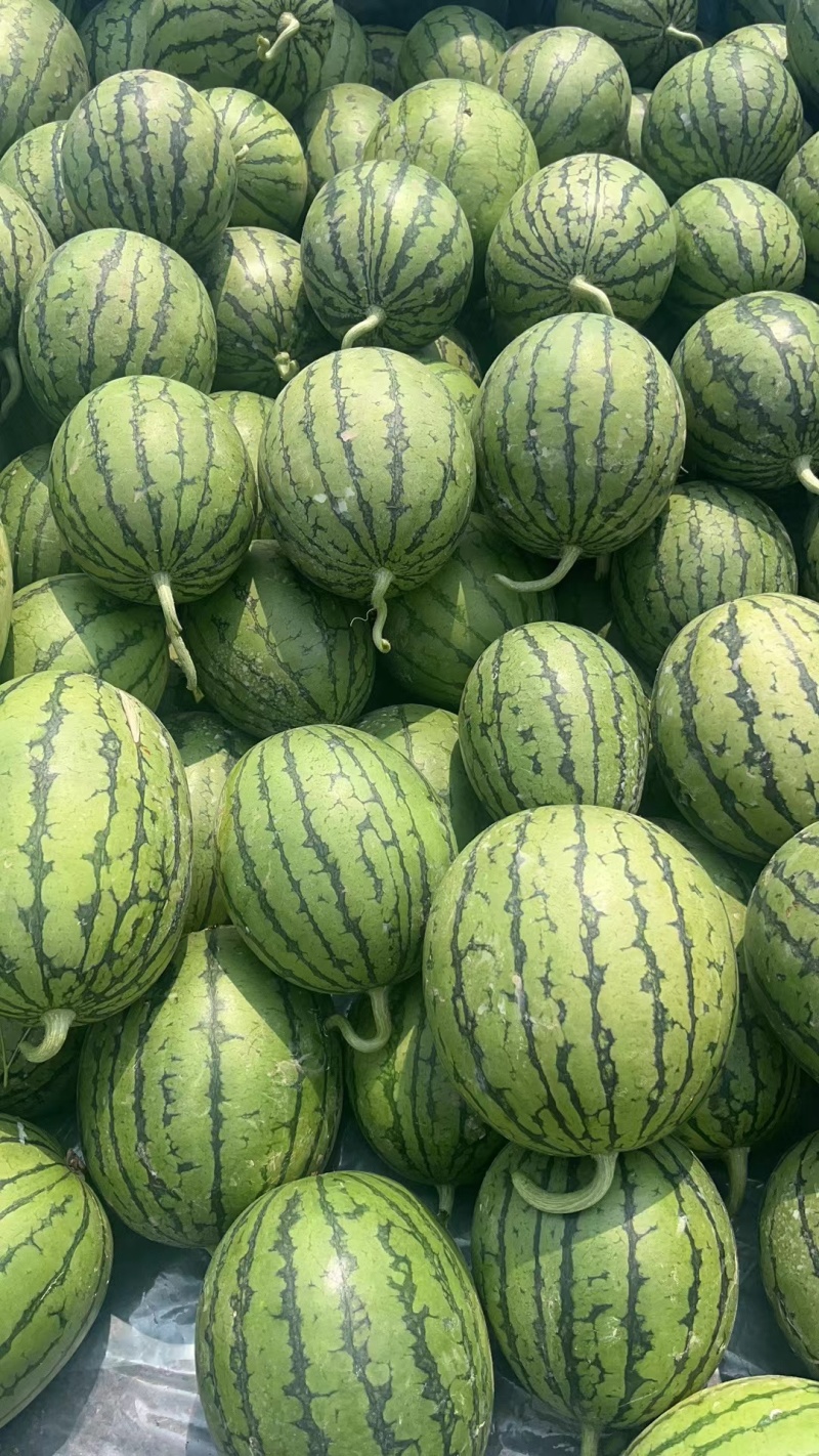 精品小糖丸，夏天必备，大量上市