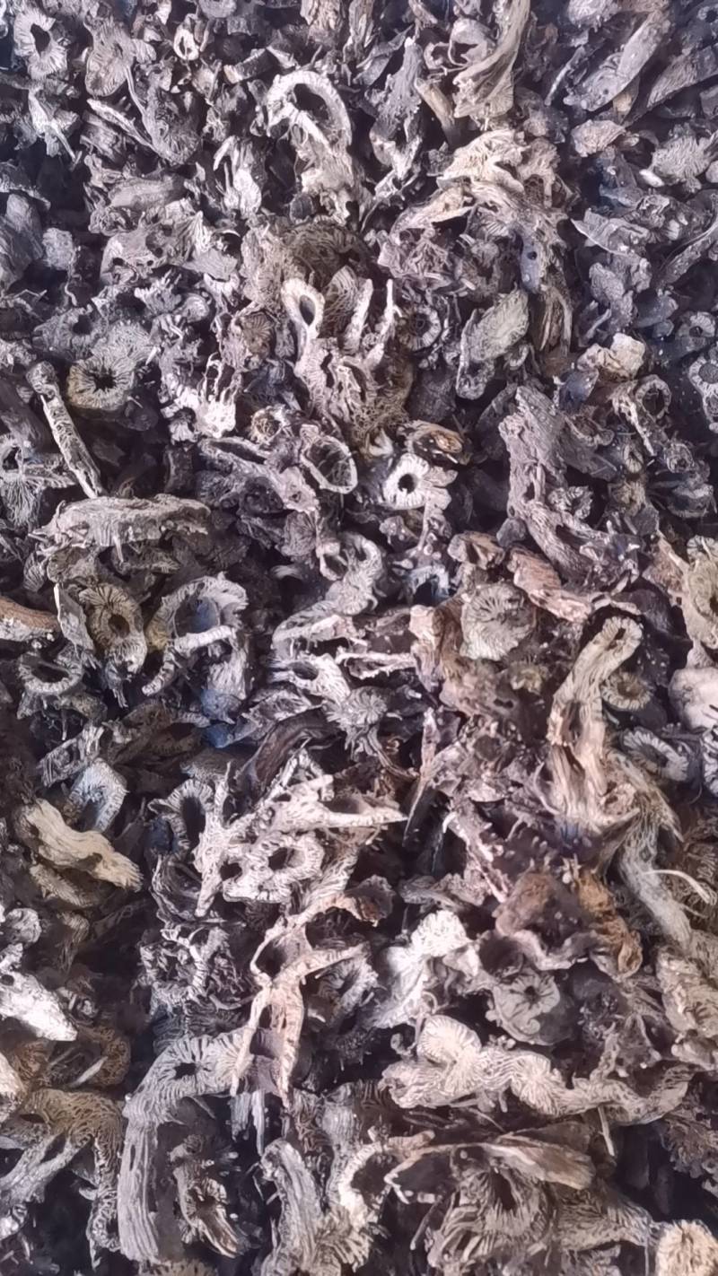 升麻，中药材批发升麻