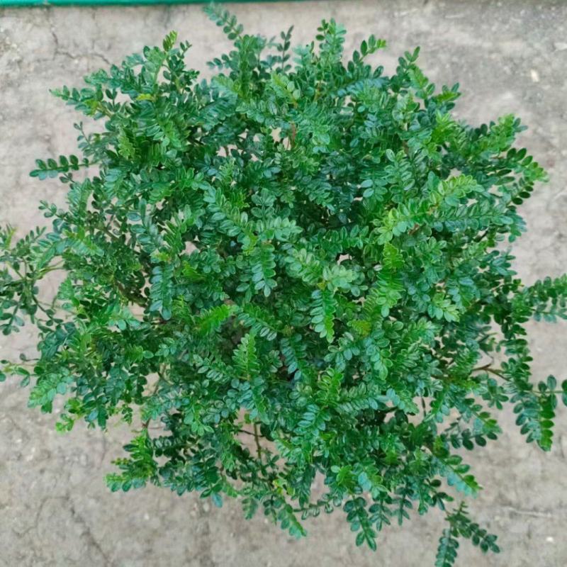 清香木盆栽产地直发量大可优惠一手货源