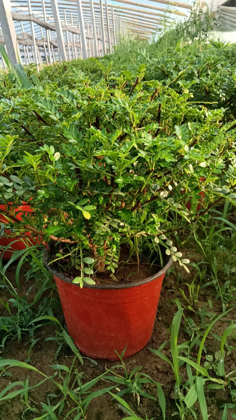 清香木盆栽产地直发量大可优惠一手货源