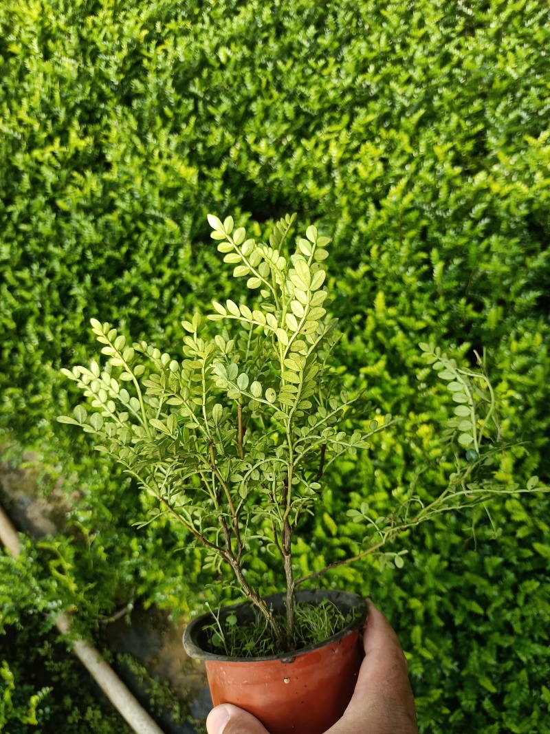 清香木盆栽产地直发量大可优惠一手货源