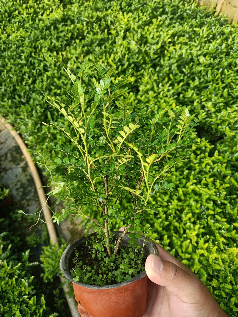 清香木盆栽产地直发量大可优惠一手货源