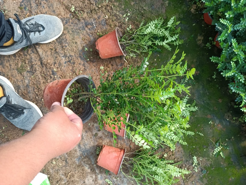 清香木盆栽产地直发量大可优惠一手货源