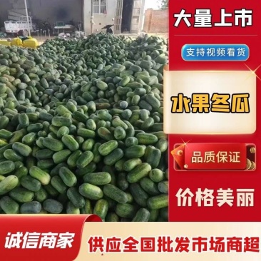 优质水果冬瓜大量上市瓜型好品质高欢迎采购
