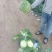 【推荐】开封精品甘蓝圆包菜大量上市货源充足