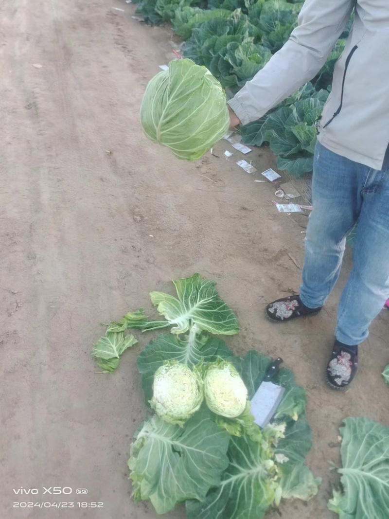 【推荐】开封精品甘蓝圆包菜大量上市货源充足