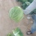 【推荐】开封精品甘蓝圆包菜大量上市货源充足