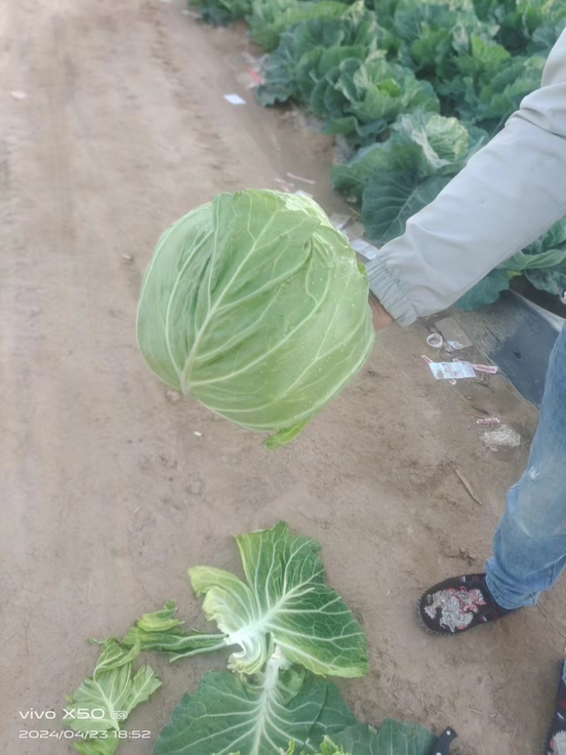 【推荐】开封精品甘蓝圆包菜大量上市货源充足