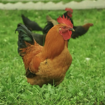 农村散养小笨鸡3.5斤到5.5斤一年以上
