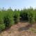 桧柏基地种植各种规格齐全对接绿化园林墓地栽种