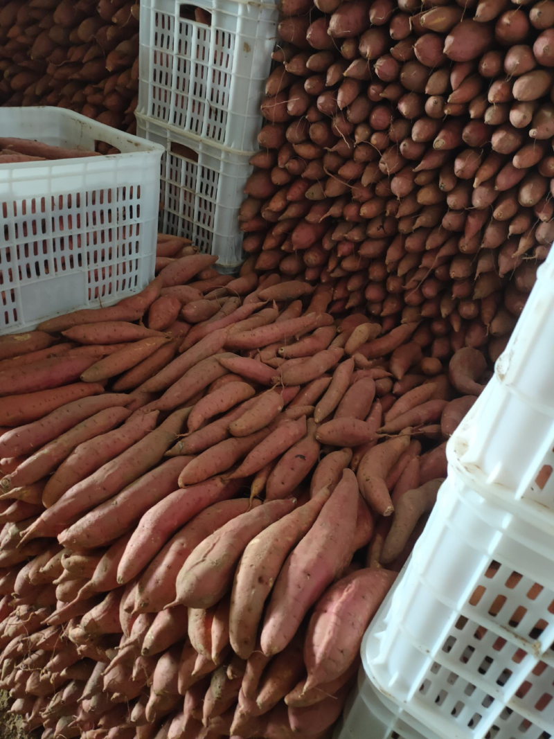 【西瓜红】河北红薯大量有货全国供应欢迎咨询