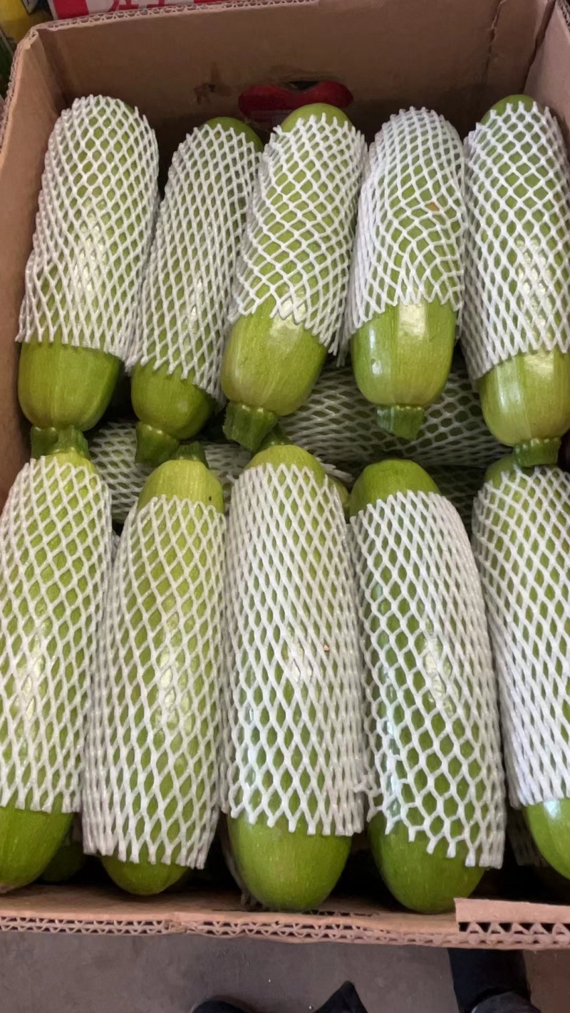 精品西葫芦大量上市价格便宜产地辽宁全国发货